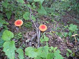 �ł��̂��H