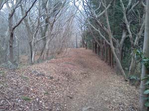 �����I�ɉ���o�R���B