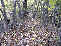 �ɂ₩�Ȕ�����