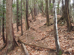 ���}�Ȕ�����