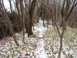 ��̔����̓�