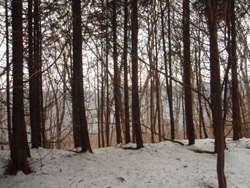 �R������̓W�]