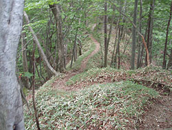 ���̗t�̔�������i�ށB