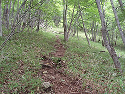 ���}�΂̓o�R��