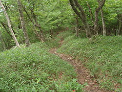 �����[�������̓�