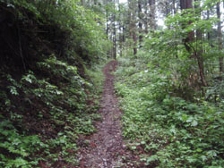 登山道らしい?道