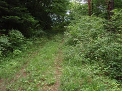 分岐と言うか林道に出た