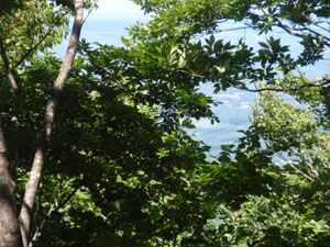 山頂からの眺め