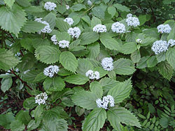 ���z�Ԃ̉�