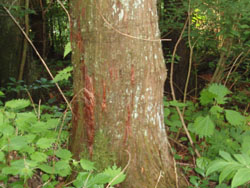 �F�̒܂��ƁH�H