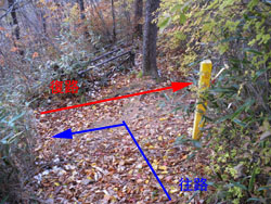 ����(����)