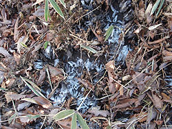 ���[�ɂ͑���