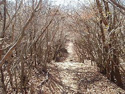 ���}�c�c�W�̃g���l���H