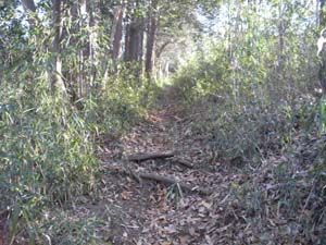 ���}�ȓo�R��