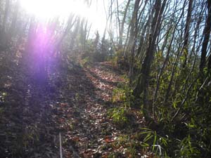 やや急な登山道