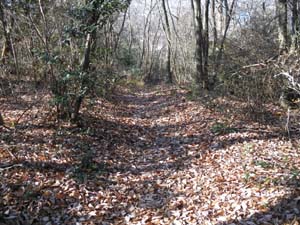 ���R�J�n�`