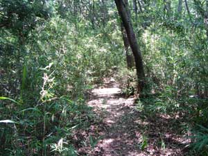 ���򂩂�̓o�R���B