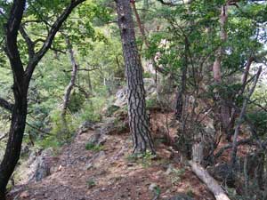 �O�p�_����̓o�R���B