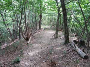 表登山道